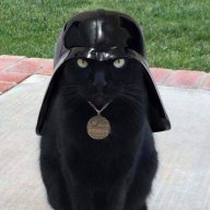 KOTIK