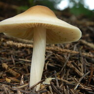mushroom