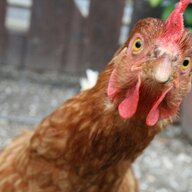 LosChickenHe