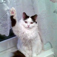 meowmeow333