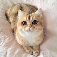 Catbad