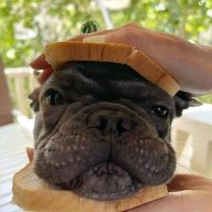 Frenchbulldog