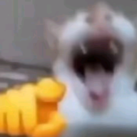 jdienmann