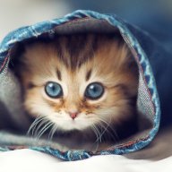 satucat