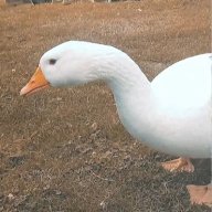 polkjop