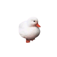 jancokjaran