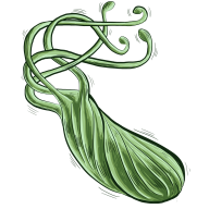 bacterium