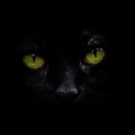 blue1cat