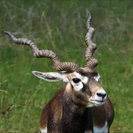 antelope95