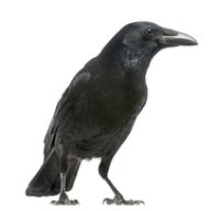 Pectin6852