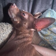Bobfox