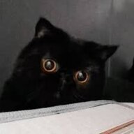 cat night
