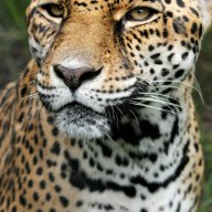 samimvai
