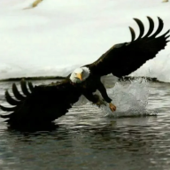 Shadw