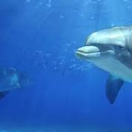 dolphin