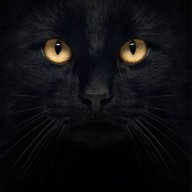 Frankcat