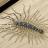 Tkodvv21